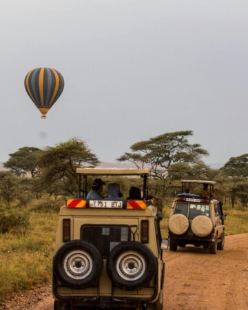 Safari